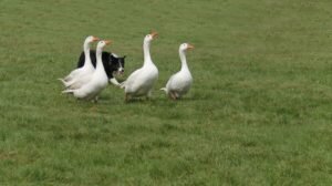 border collie hunting geese